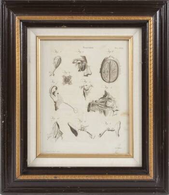 GROUP OF ANATOMICAL LITHOGRAPHS