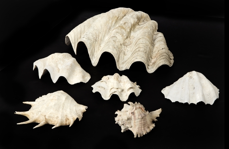 GROUP OF SIX LARGE DECORATIVE SEA SHELLS