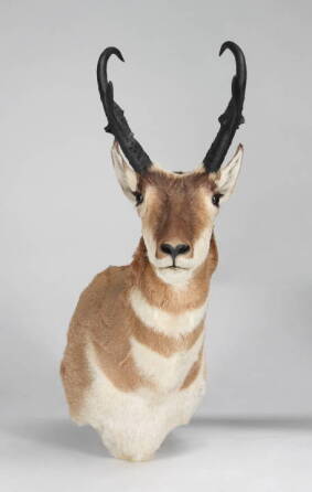 TAXIDERMY ANTELOPE HEAD MOUNT