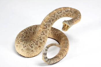 TAXIDERMY COILED SNAKE