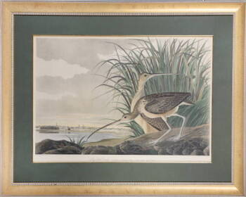 AUDUBON PRINT