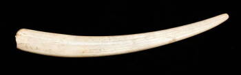 IVORY TUSK